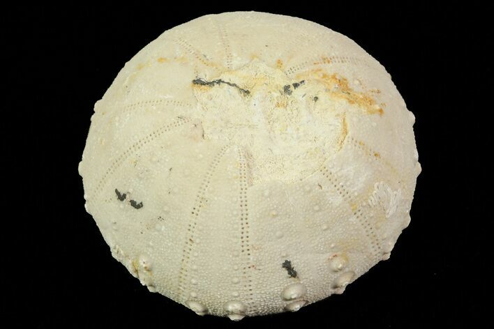 Heterodiadema Fossil Echinoid (Sea Urchin) - Morocco #69825